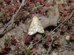 Evergestis frumentalis
