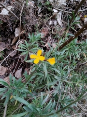 Erysimum × cheiri