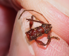 Coptocercus biguttatus