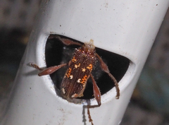 Coptocercus biguttatus