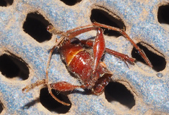 Coptocercus biguttatus