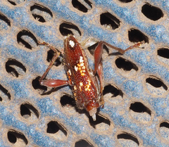 Coptocercus biguttatus