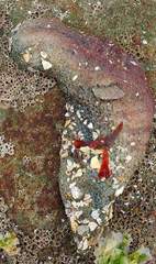 Athyonidium chilensis