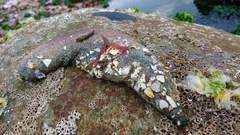 Athyonidium chilensis