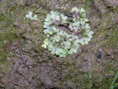 Riccia rhenana