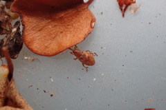 Peristoreus fulvus