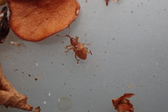 Peristoreus fulvus
