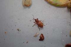 Peristoreus fulvus