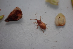 Peristoreus fulvus