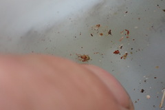 Peristoreus viridipennis