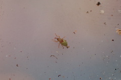 Peristoreus viridipennis