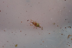 Peristoreus viridipennis