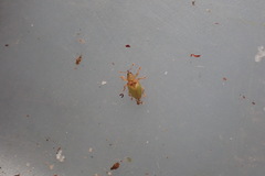 Peristoreus viridipennis