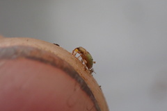 Peristoreus viridipennis