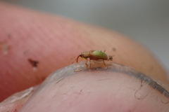 Peristoreus viridipennis