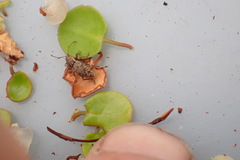 Chalepistes compressus