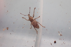 Chalepistes compressus