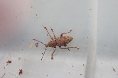 Chalepistes compressus