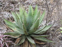 Agave titanota