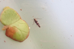 Zapyrastra calliphana