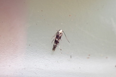 Zapyrastra calliphana