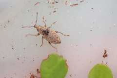 Chalepistes compressus