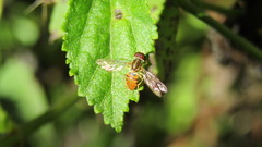 Toxomerus pulchellus