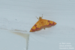 Isocentris filalis