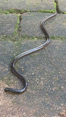 Afrotyphlops obtusus