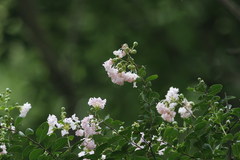 Lagerstroemia indica