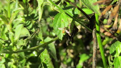 Toxomerus pulchellus