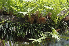 Drynaria quercifolia