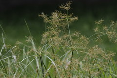 Cyperus distans