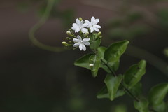 Jasminum sambac