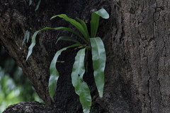 Microsorum punctatum