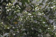 Nyctanthes arbor-tristis