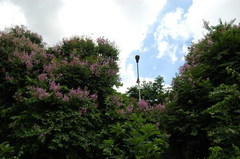 Angiospermae
