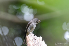 Muscicapa sibirica