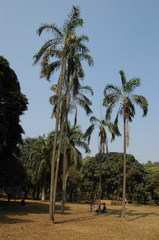 Dypsis madagascariensis