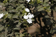 Jasminum multiflorum