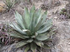 Agave titanota