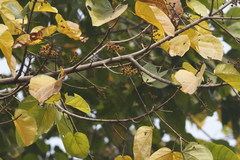 Pterygota alata