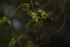 Aquilaria malaccensis