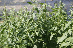 Rumex maritimus