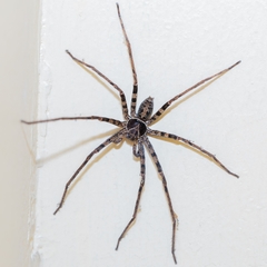Heteropoda tetrica