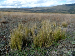Carex muelleri