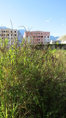 Stachytarpheta mutabilis