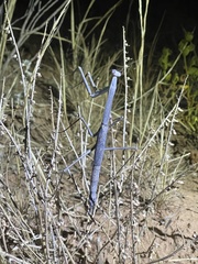 Archimantis quinquelobata