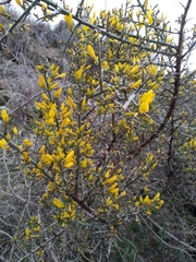 Genista scorpius
