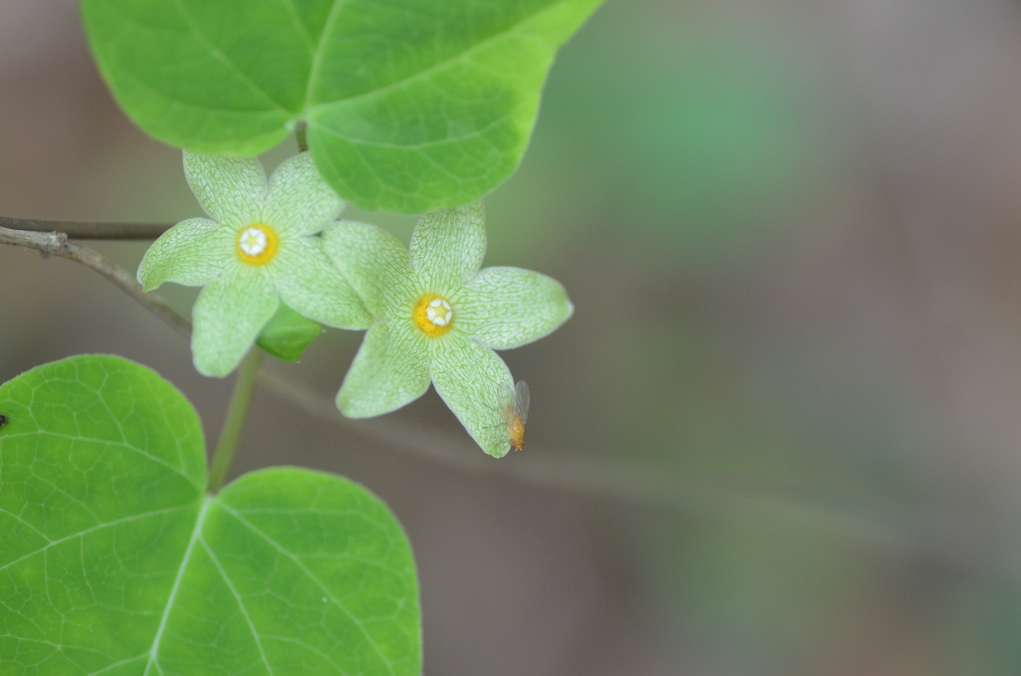 Matelea alabamensis